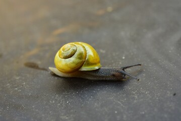 Vivid yellow shell snail © James