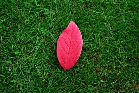 Vibrant Red Leaf On Lush Grass