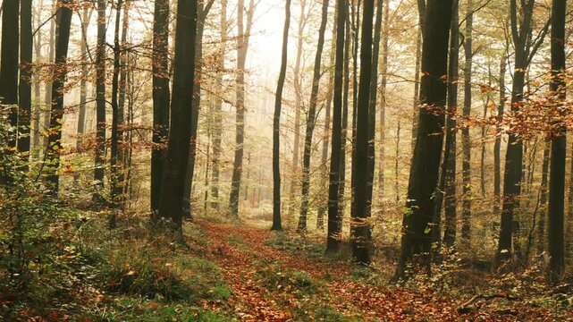 Forest in autumnal colors. Slow moving outdoor nature shot with a woodland scene in golden light and atmosphere in autumn.