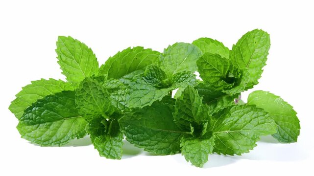 Fresh Mint Leaves on a White Background	