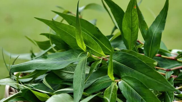 Vietnamese Coriander Leaves in Natural Light	
