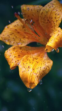 Vertical Slow Motion Macro Close Up of Orange Lily Covered With Water Droplets. Macro slow motion view of a vivid orange lily covered with sparkling water droplets after rain. Freshness, floral beauty