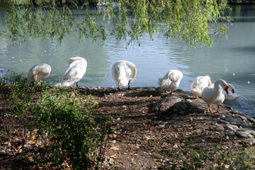 Group of white domestic geese and mute swans preening feathers on a rocky pond shore under a green willow tree © alan
