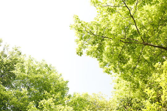 Green tree canopy forms a natural frame against bright sky.