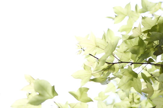 Green maple leaves glow under bright spring sunlight.