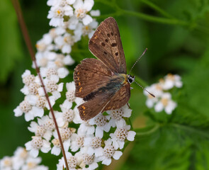 macro of a male Lycaena tityrus the sooty copper butterfly on achillea millefolium © lotusblüte17