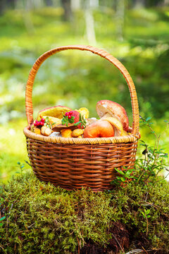 Wicker basket full of edible mushrooms in sunny forest. Mushroom picking.