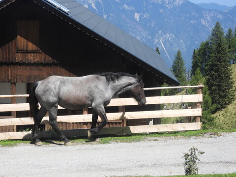 cavallo grigio a passeggio