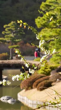 White Blossoms on Branch in a Traditional Japanese Garden
