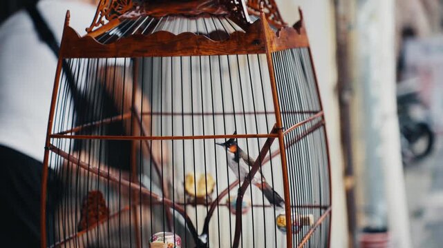 Red-whiskered bulbul bird hopping inside wooden cage