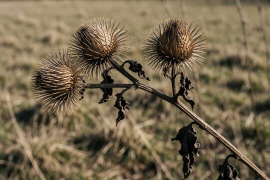 Three dried burdock seed heads on a withered branch in a field. Prickly plant details show natural seed dispersal mechanism in autumn or winter.