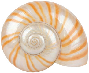 Striped nautilus shell isolated on black background. © Susanto