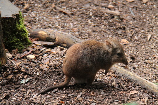 A Long Nosed Potoroo from the Kangaroo Family.
