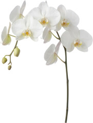White phalaenopsis orchid flowers on black background. © Susanto