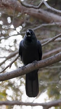 Black Crow Perched on Tree Branch Squawking in Tokyo Park