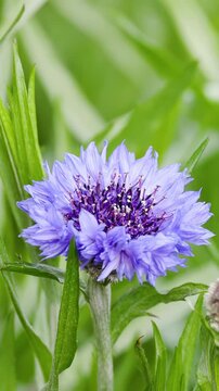 Purple Cornflower Blooming in a Green Summer Garden