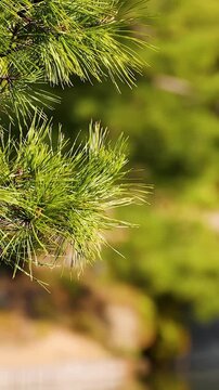 Vibrant Green Pine Needles in Tokyo
