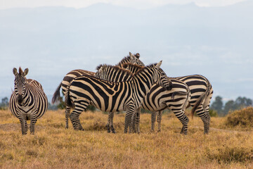 Afrika. Kenia, Ol Pejeta Conservancy © Thomas
