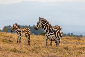 Afrika. Kenia, Ol Pejeta Conservancy © Thomas