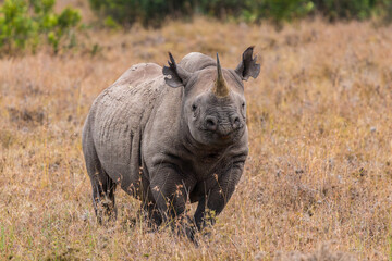 Afrika © Thomas