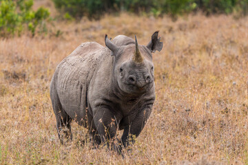 Afrika © Thomas