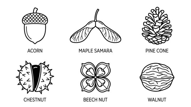 Tree seed icons illustrate natural autumn fruits including acorn pine cone walnut and maple samara.