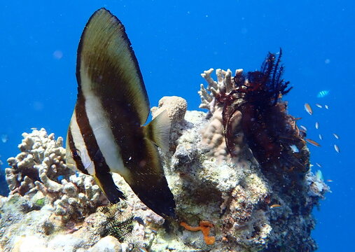 Philippines sea life