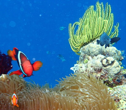 Philippines sea life