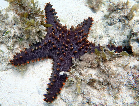Philippines sea life