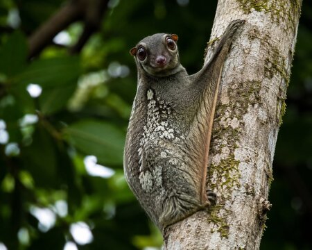 Malayan Colugo Flying Lemur Clinging to Tree Trunk in Tropical Forest