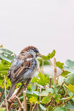 House sparrow perched in a green garden bush showing detailed feathers with a light sky background