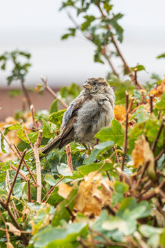 House sparrow perched in a green garden bush showing detailed feathers and natural behavior