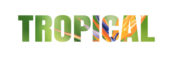 Naklejka premium Tropical png typography, colorful wild orchid flower, transparent background