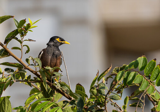Common myna perched on a leafy tree branch with copy space