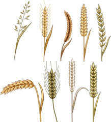 Fototapeta premium Cereal grains, including wheat, rye, and oat ears, showcasing essential crops for agriculture, food production, and healthy natural ingredients with organic farming concepts
