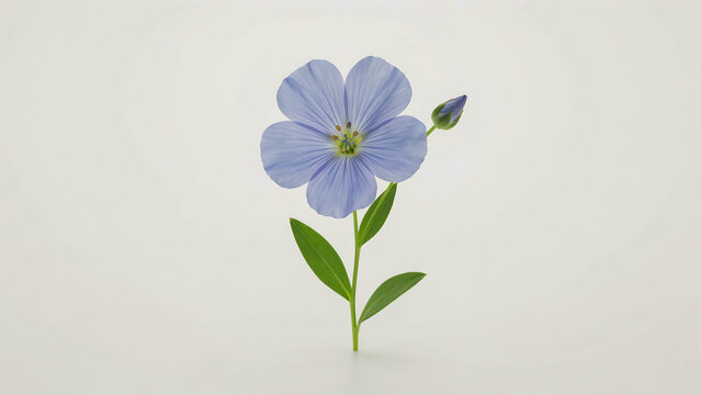 A single blue flax flower with green leaves on a white background, isolated on a, transparent background