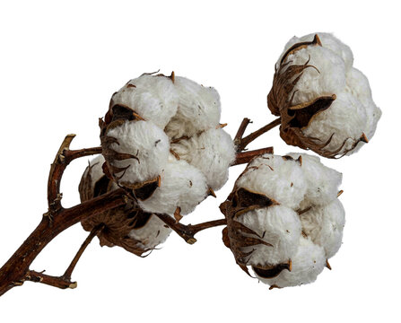 Dried cotton plant branches isolated PNG on transparent background, botanical stems for interior decoration and floral arrangements