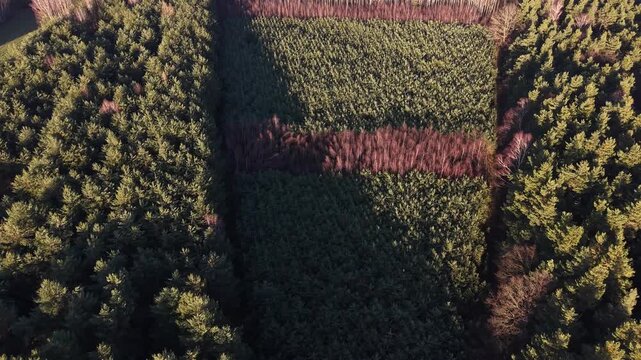 Aerial view of spruce tree planting and reforestation in summer forest