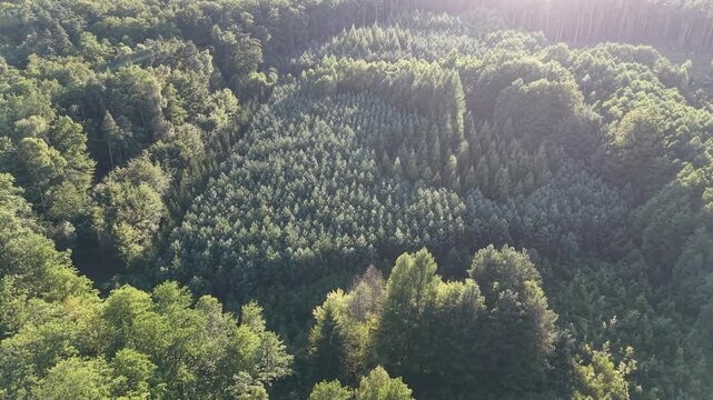 Bird eye view of young spruce tree nursery surrounded by mixed forest canopy