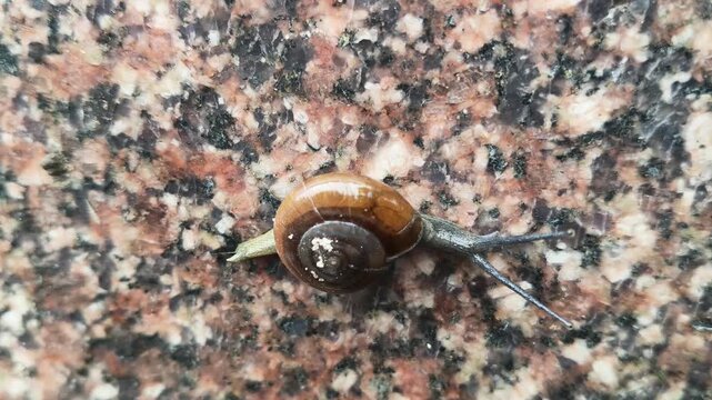 Oxychilus draparnaudi or&nbsp;Draparnaud's glass snail. It&nbsp;is a species of small&nbsp;land snail, a&nbsp;terrestrial&nbsp;pulmonate&nbsp;gastropod&nbsp;mollusc&nbsp;in the family&nbsp;Oxychilidae, the glass snails. Snail in wall rain season
