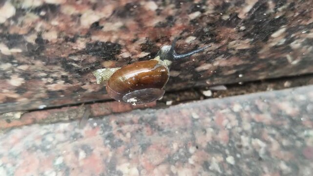 Oxychilus draparnaudi or&nbsp;Draparnaud's glass snail. It&nbsp;is a species of small&nbsp;land snail, a&nbsp;terrestrial&nbsp;pulmonate&nbsp;gastropod&nbsp;mollusc&nbsp;in the family&nbsp;Oxychilidae, the glass snails. Snail in wall rain season