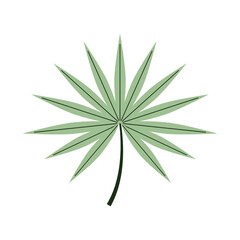 Fototapeta premium Green palm frond depicting a clean botanical element for natural design, offering a fresh graphic ideal for various plant themed projects