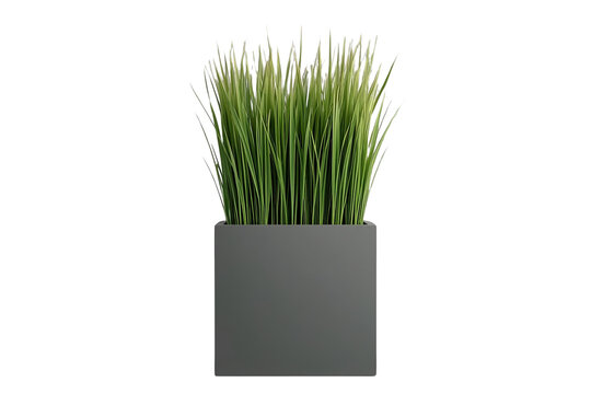 Upright ornamental grass in dark square planter