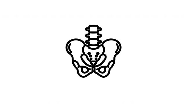 Pelvis and spine bone medical icons animation
