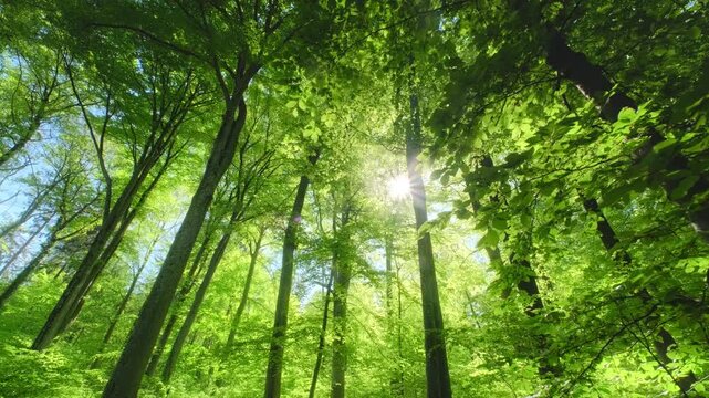Majestic lush beech trees canopy in an amazing forest with the sun shining behind the green foliage, smooth movement