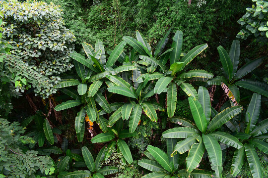 scenic view of lush green tropical rainforest canopy