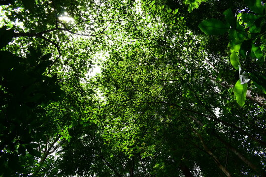 scenic view of lush green tropical rainforest canopy