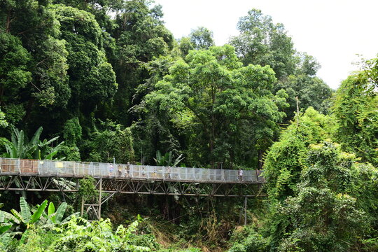metal canopy walk structure surrounded by lush green jungle tree