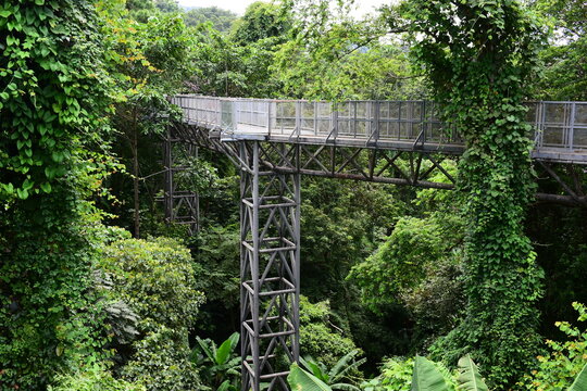 metal truss pillar tower for elevated bridge in lushh green jungle canopy