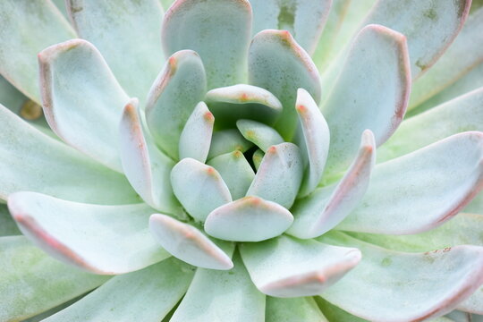 Symmetrical pale blue and pink succulent rosette in garden